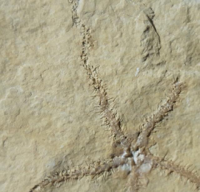Ophiopetra lithographica (ENAY & HESS 1962) - Bild © FossNet FossilienStore